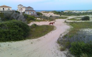 Outer Banks Wild Horse