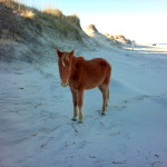 Outer Banks Publishing Group, OBX Publishers