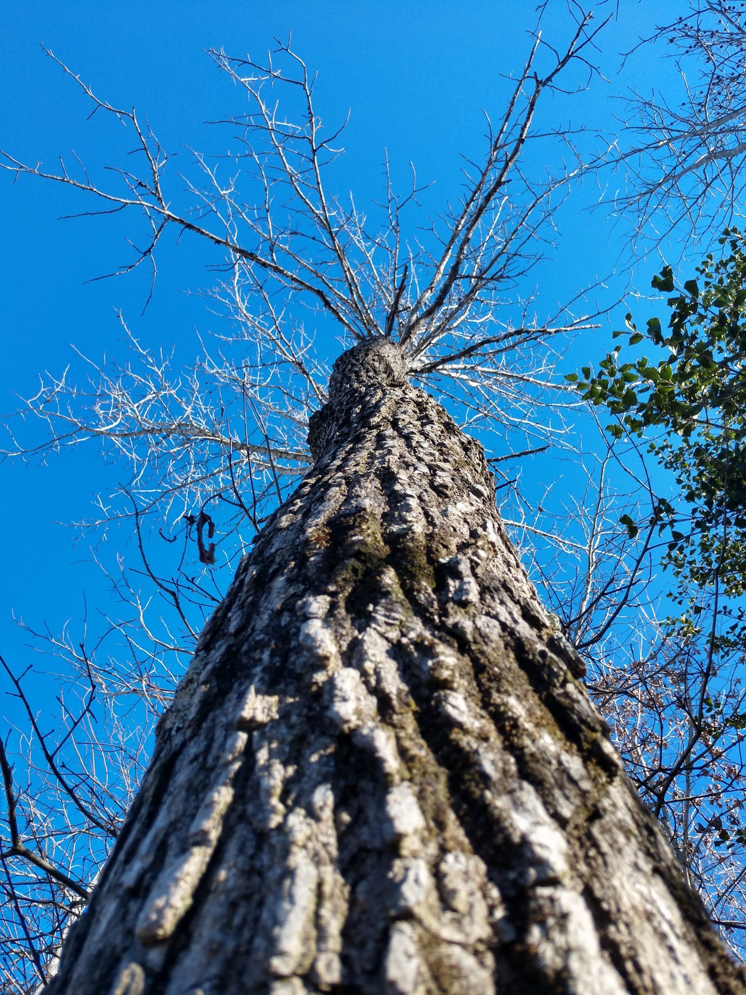 Pine tree against the Carolina blue sky